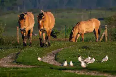 ADO Chevaux Le Crotoy