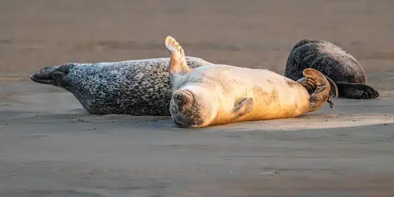 Phoques en Baie d'Authie